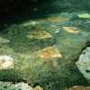 Portus Julius: Mosaic