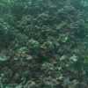 Secca Fumosa: Opus reticolatum